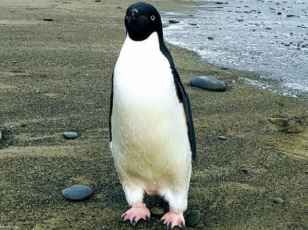 پیدا شدن پنگوئن 3000 کیلومتر دورتر از زیستگاه خود
