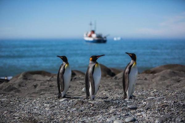 در تور مجازی قطب جنوب شاه پنگوئن ها را تماشا کنید