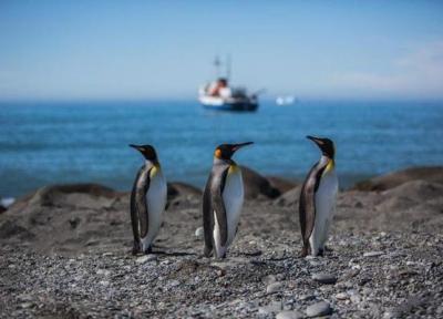 در تور مجازی قطب جنوب شاه پنگوئن ها را تماشا کنید