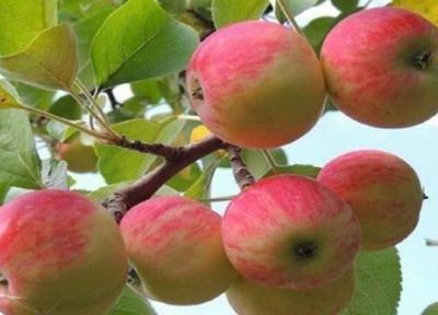 موفقیت باغدار مراغه ای در افزایش تولید سیب درختی