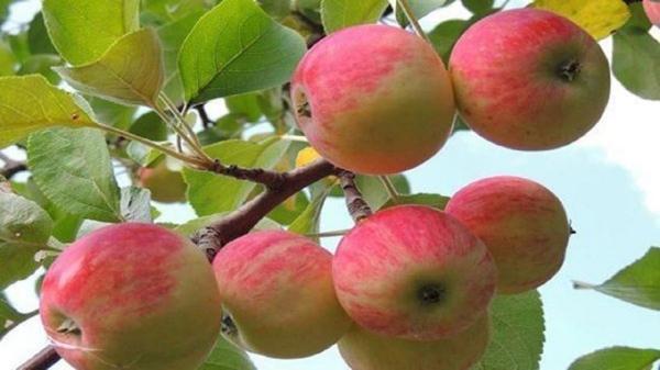 موفقیت باغدار مراغه ای در افزایش تولید سیب درختی